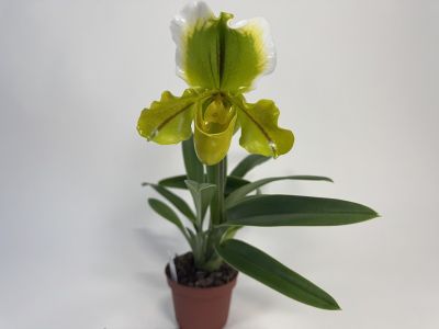 Paphiopedilum-Orchidee mit auffälliger Blüte im braunen Topf: leuchtend gelb-grünes, beutelförmiges Labellum, gewellte hellgrüne Blütenblätter mit feinen roten Adern, oberes Kelchblatt weiß-grün, vor weißem Hintergrund.